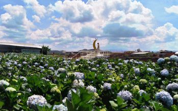 Đổi đời cho cánh đồng hoa cẩm tú cầu theo mô hình du lịch canh nông Đà Lạt