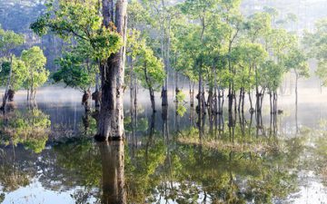 Khu rừng ngập nước tại hồ Tuyền Lâm Đà Lạt huyền ảo trong sương mai
