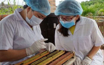 Vườn ong Thái Dương với mô hình du lịch canh nông của nghề ong