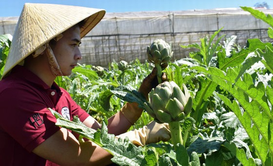 những bông hoa atiso đến tuổi thu hoạch