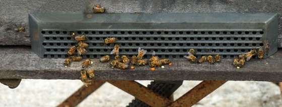 Ong mật