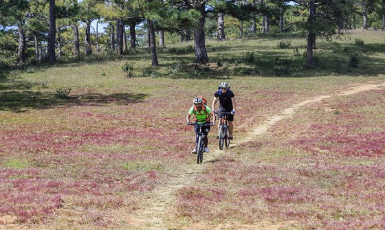 Đạp xe xuyên qua những đồi cỏ hồng